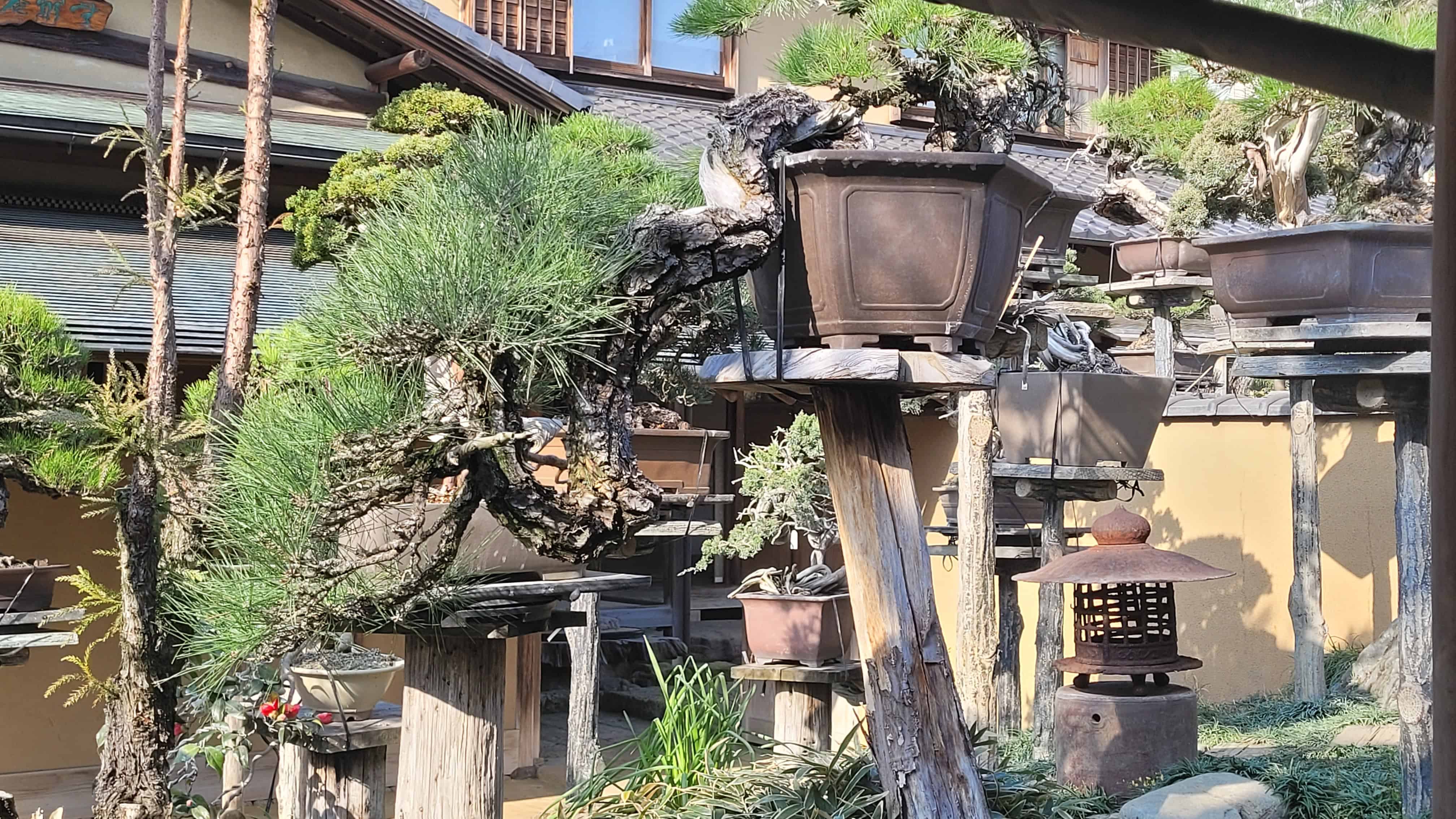 A pine bonsai tree from kobayashi in Japan